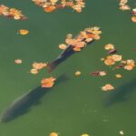 Carp at Fontainebleau