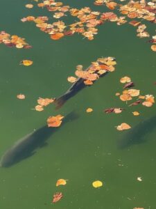 Carp at Fontainebleau