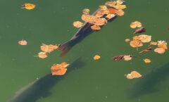 Carp at Fontainebleau