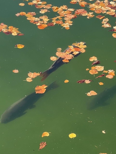 Carp at Fontainebleau